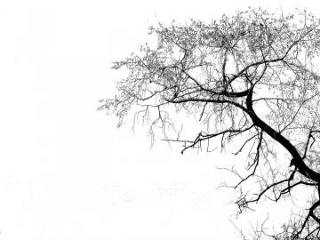 Tree Silhouette Wallpaper