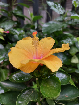 Hibiscus Aesthetic Wallpaper
