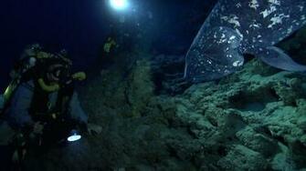 Best Coelacanth Wallpaper