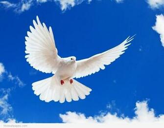 HD Wallpaper Of Cute Birds Mobile Larry Bird