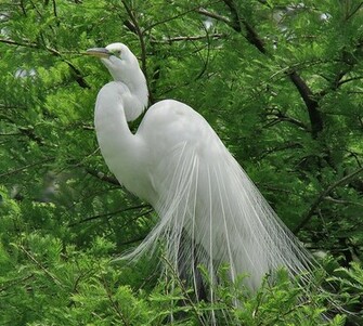 Natural Beauty Image Of Pics