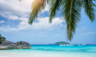 Palm Tree Beach Wallpaper
