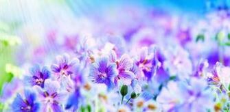 Flower Wallpaper