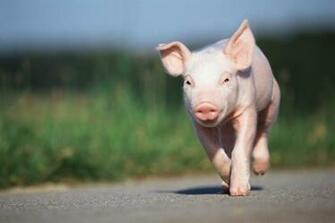 Baby Pig Desktop Wallpaper