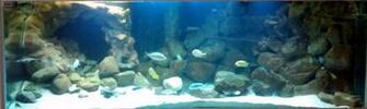 3d Freshwater Aquarium Background Advice