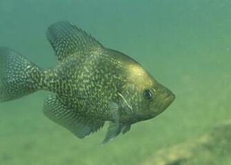 Crappie Wallpaper