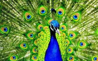 Peacock Wallpaper Animal