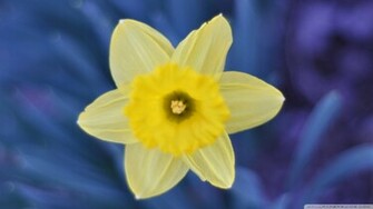 Daffodil Wallpaper