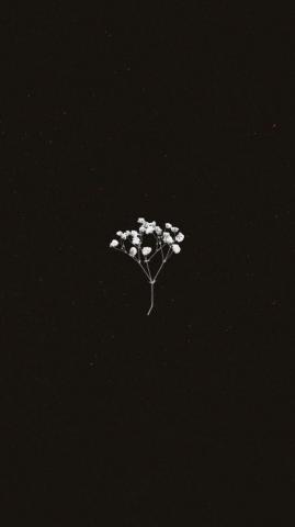 Flower Wallpaper Cute Simple Minimalist
