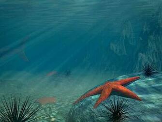 Posted By Shahidul Islam At Am Labels Nature Sea Underwater