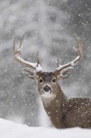 iPhone And Android Wallpaper Deer In The Snow For