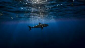 4k Wallpaper Shark Atlantic Ocean Underwater Best Diving Sites