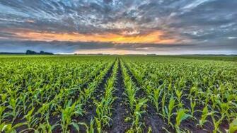 Photo Cornfield Straws Yellow Field Jooinn