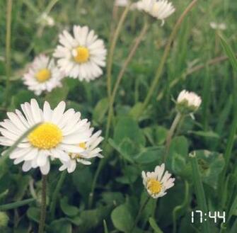 Daisy Flowers Wallpaper