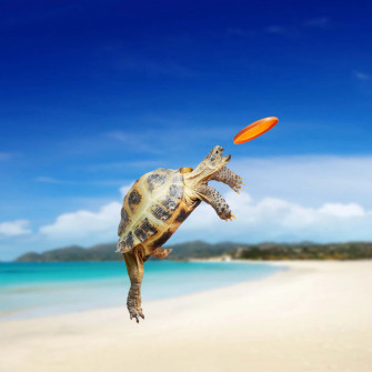 Baby Turtle Wallpaper
