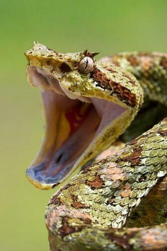 Snake iPhone Wallpaper Animal Photos Of Best Place To Find