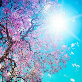 iPad Wallpaper Pink Flowers Of The Tree Plant Flower New