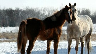 Beautiful Horses Wallpaper