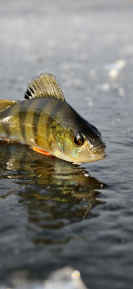 Fishing Wallpaper For iPhone