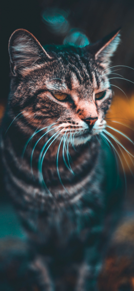 Cat Wallpaper For iPhone Pro Max X