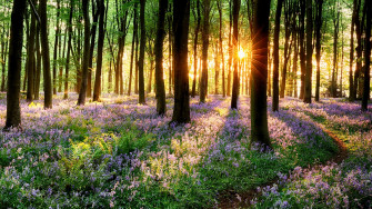 Spring 4k Ultra HD Wallpaper