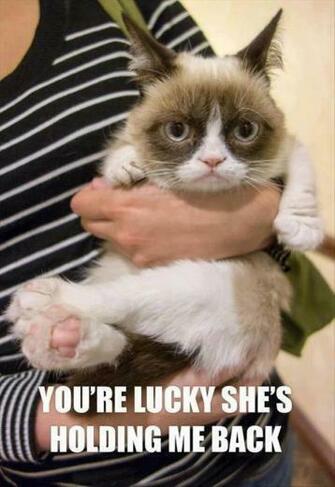 Funny Grumpy Cat Pictures Dump A Day