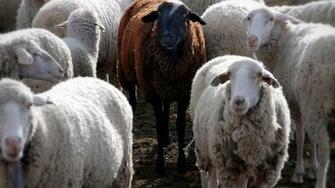 Black Sheep High Quality And Resolution Wallpaper On