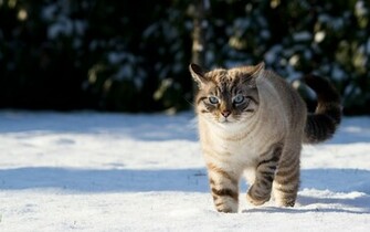 Animal Wallpaper I Am Awesome