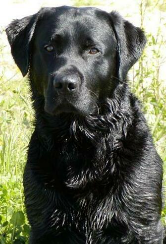 Wallpaper Black Lab Dogs