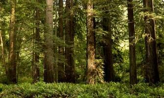 Wallpaper California Usa Redwood National State Parks