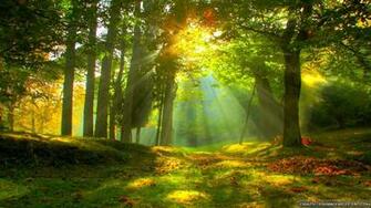 Forest Wallpaper The Art Mad
