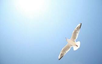 Seagull Wallpaper