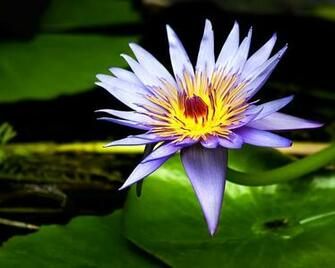Flowers For Flower Lovers Water Lilly Desktop Wallpaper