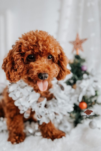 Moonell Red Toy Poodle Wallpaper iPhone Cute