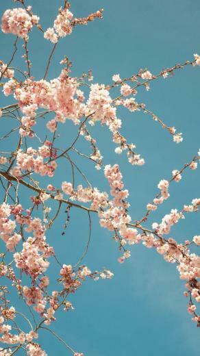 Spring iPhone Wallpaper HD Cute