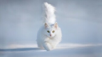 Snow White Cat Wallpaper High Definition Quality Widescreen