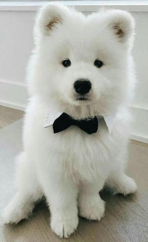 Cute Dogs Wallpaper For Android Apk