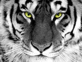 Clemson Tigers Desktop Wallpaper In HD
