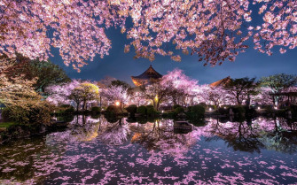 Pc Sakura Wallpaper