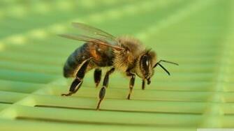 Bee Computer Wallpaper Desktop Background Id