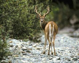 Xmwallpaper Wallpaper Animals Misc White Tailed Deer