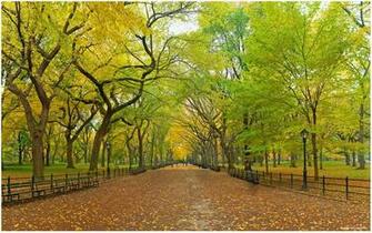 Central Park Wallpaper Winter Snow