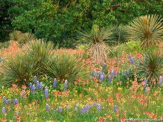 Torrey Yucca And Spring Flowers Texas Wildflowers Wallpaper