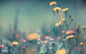 Beautiful Flower Close Up Wallpaper