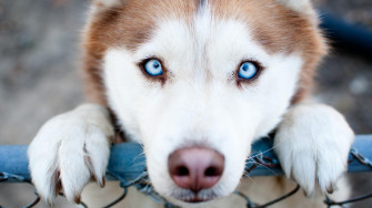 Cute Blue Eyes Puppy Dog Animal Husky 4k Ultra HD Wallpaper