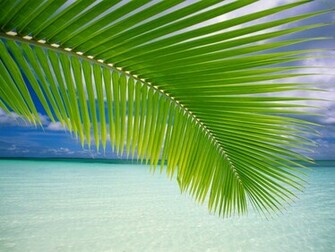Tropical Vista Desktop Pc And Mac Wallpaper