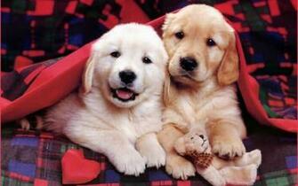Cute Puppies Wallpaper