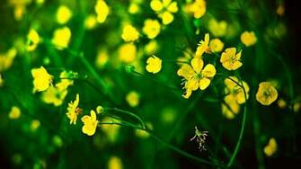 Nature Flowers Yellow Wallpaper Allwallpaper In Pc En