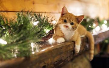 Christmas Cat Wallpaper 4k HD Background On