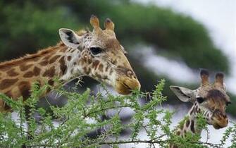 De Koppen Van Twee Giraffen Steken Boven Bomen Uit